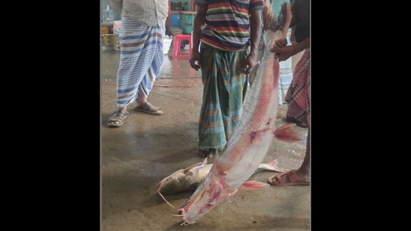 পদ্মা