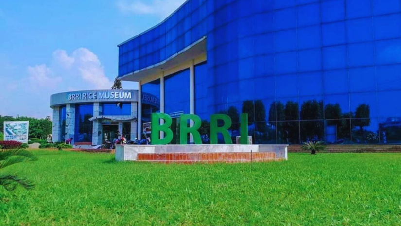 ব্রি