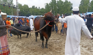 বগুড়ায় প্রথমবারের মতো আয়োজন করা হয় 'গরুর র‍্যাম্প শো'