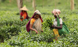 ভরা মৌসুমেও জমে  উঠেনি চায়ের বাজার