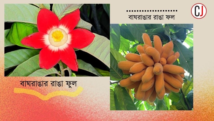ফুলের নাম রাঘরাঙা