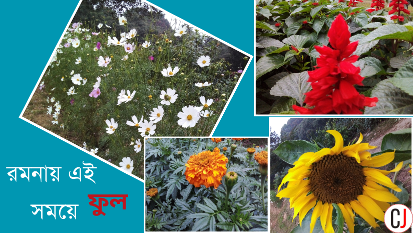 ফুল