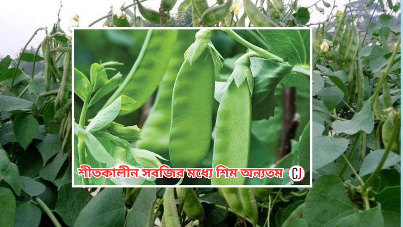 শীতকাল