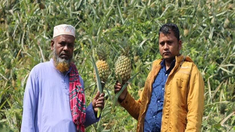 আনারস