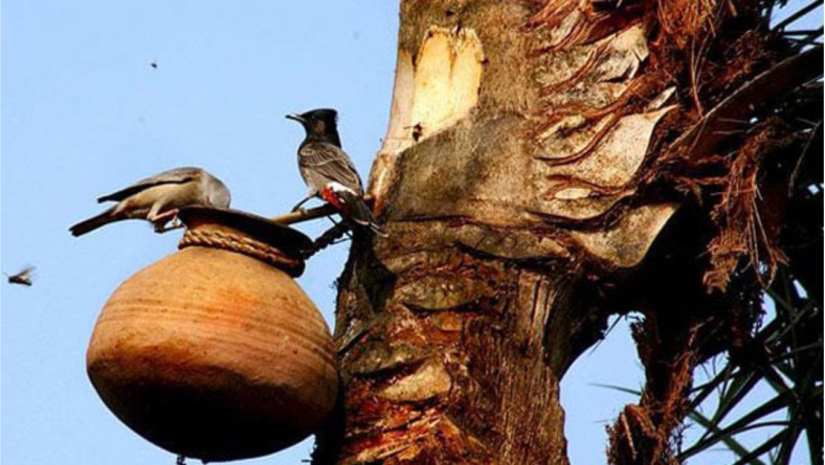 খেজুর রস