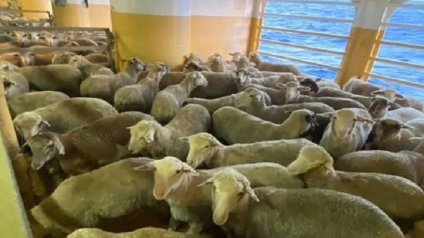 লোহিত সাগর