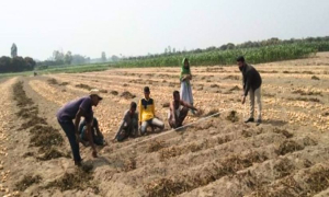 ব্যবসায়ীদের ঠেকাতে আলু আমদানি; লোকসান গুণছেন কৃষকেরা