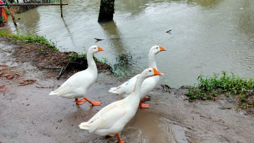 বৃষ্টি
