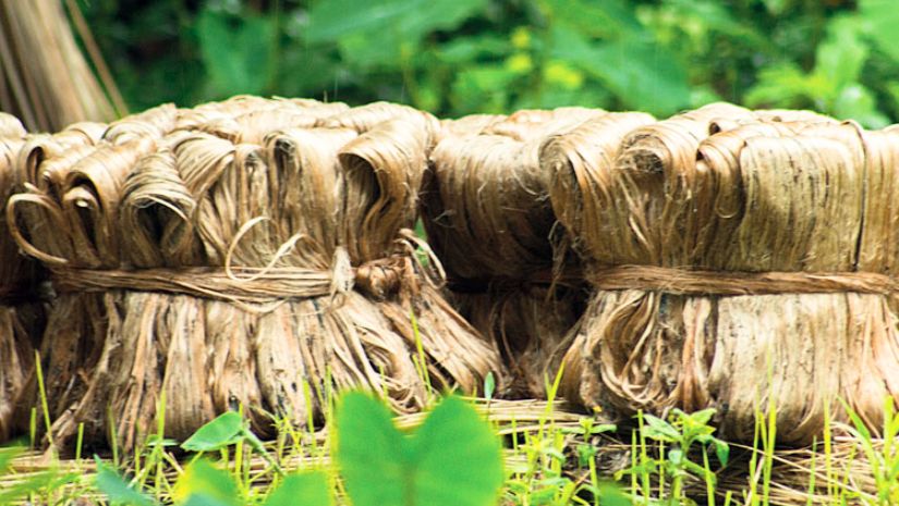 পাট