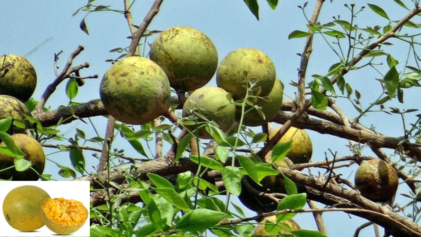 এই সময়ে যেসব রোগ প্রতিরোধ করবে বেল
