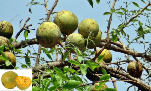 এই সময়ে যেসব রোগ প্রতিরোধ করবে বেল