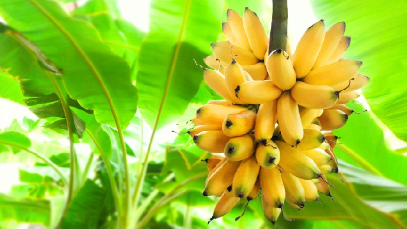 কলা