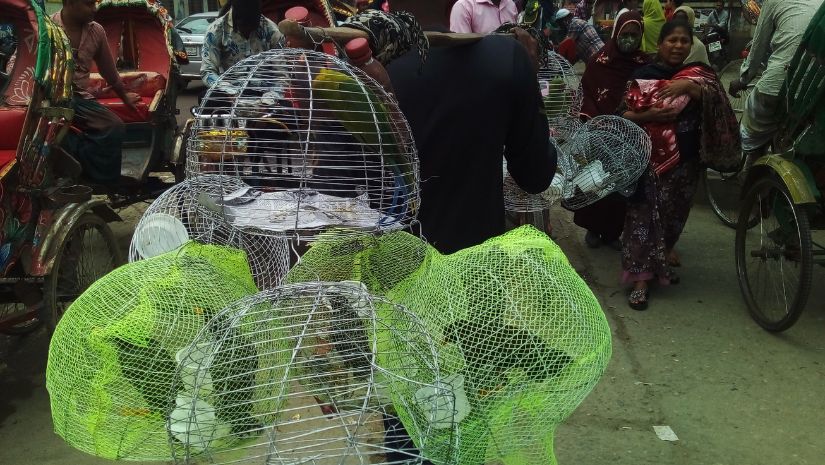 পাখি