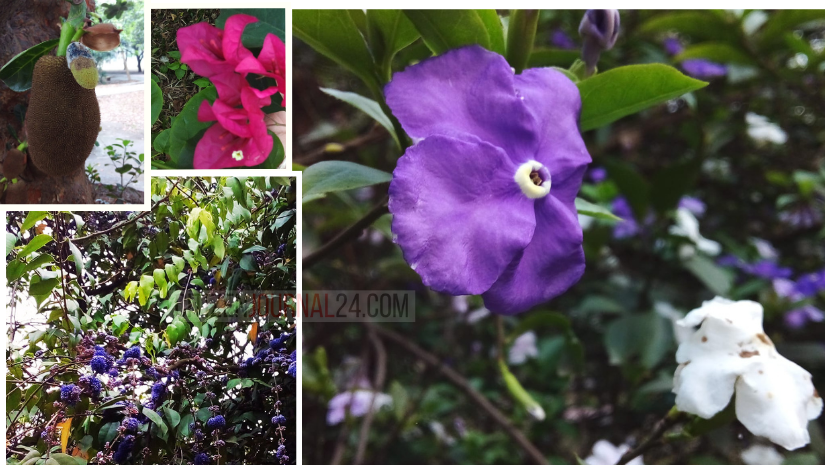 আমাদের প্রকৃতি-প্রাণ রমনার ফুল