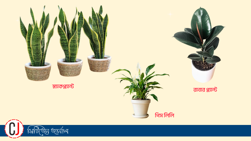 মৃদু আলোয় উষ্ণ বাতাস দেবে যে বৃক্ষ