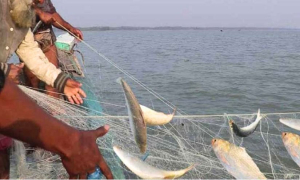 আজ মধ্যরাতে শেষ হচ্ছে ইলিশ ধরার নিষেধাজ্ঞা