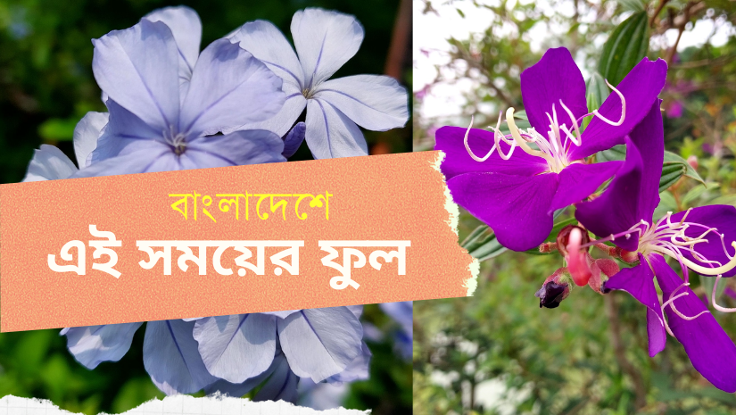 ঢাকার ফুসফুস রমনায় এই সময়ের ফুলগুলো