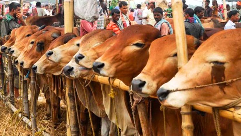 কোরবানি