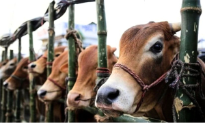 এবারের ঈদে সারাদেশে বসবে ৪৪০৭টি পশুর হাট