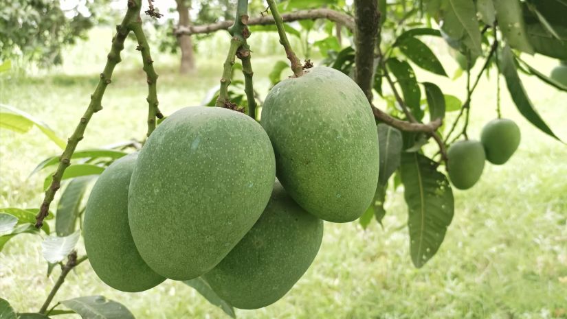 আম