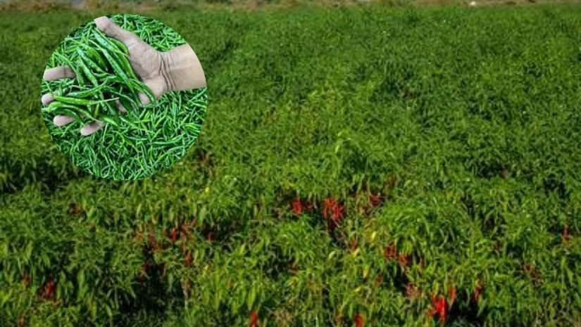 কাঁচামরিচ