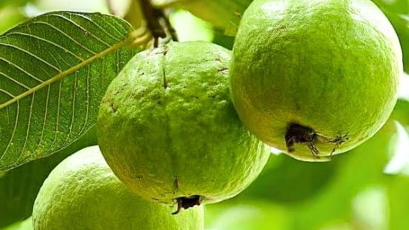 পেয়ারা