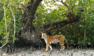 সুন্দরবনের খুলনা অংশে বেড়েছে বাঘের সংখ্যা