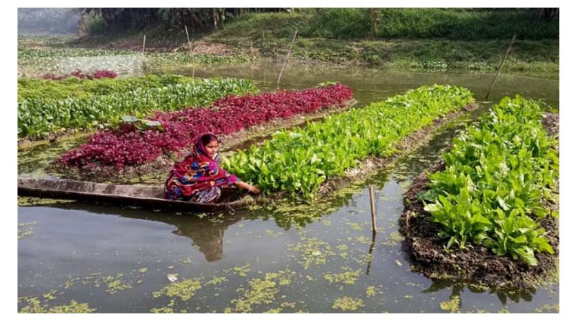 ভাসমান পদ্ধতিতে সবজি চাষ লাভজনক, দেওয়া হচ্ছে প্রশিক্ষণ