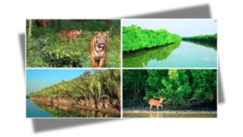 সুন্দরবন