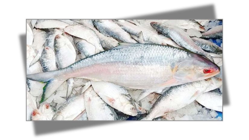 ইলিশ