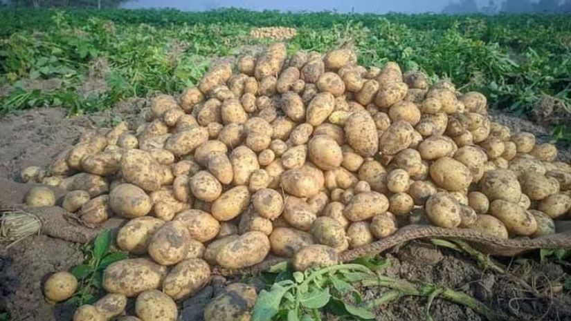 আলু