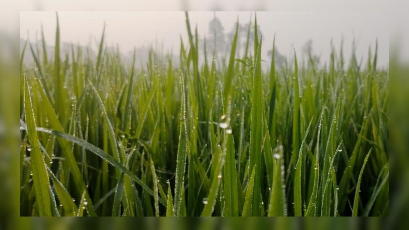 কুয়াশা
