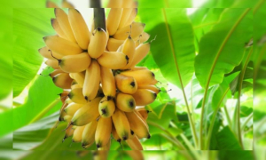 কলার পুষ্টিগুণ ও খাওয়ার সঠিক নিয়ম