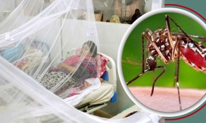 ডেঙ্গু