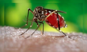 আরও ৪ প্রাণ কেড়ে নিল ডেঙ্গু