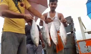 ইলিশ