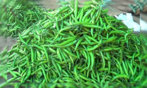 একদিনেই কাঁচামরিচের দাম বাড়ল ১৭০ টাকা