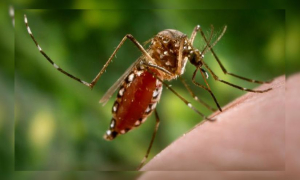 ডেঙ্গুতে আরও ২ জনের মৃত্যু