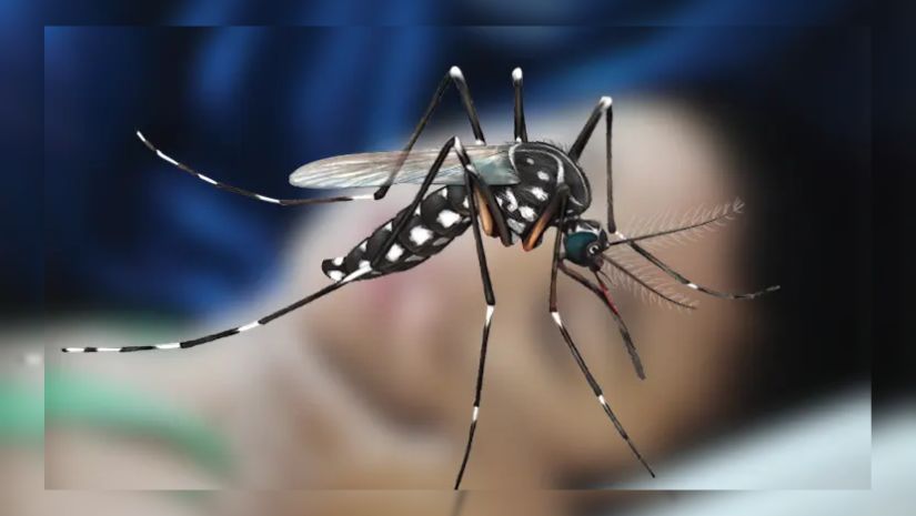 ডেঙ্গু