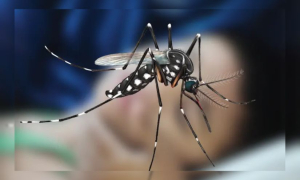 ডেঙ্গু