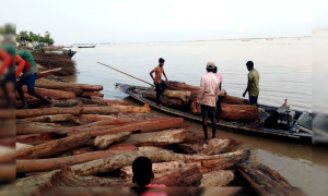 লাল চন্দন ভেবে বিক্রি হচ্ছে ভারত থেকে আসা গাছের গুঁড়ি