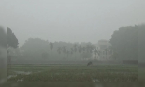 শীত